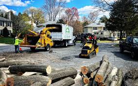 Best Tree Removal  in Lockney, TX