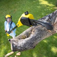 Trusted Lockney, TX Tree Services Experts