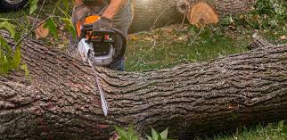 Trusted Lockney, TX Tree Services Experts