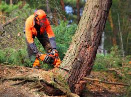 Best Arborist Consultation Services  in Lockney, TX