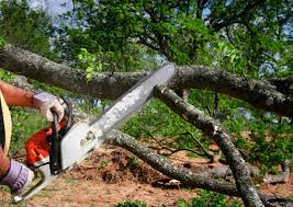 Best Tree Maintenance Programs  in Lockney, TX