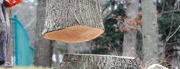 Best Hazardous Tree Removal  in Lockney, TX