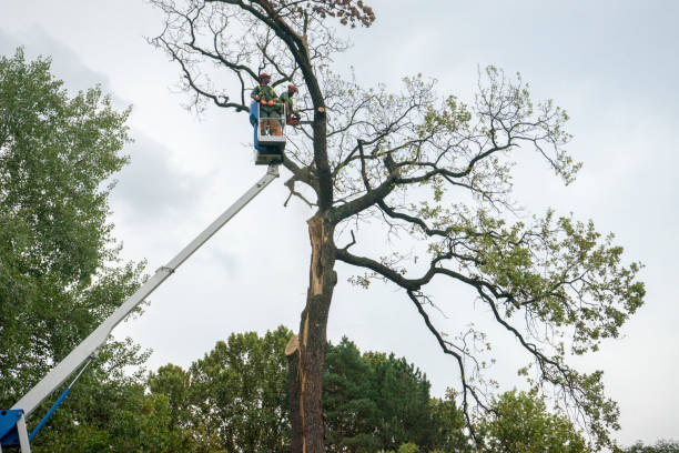 Best Tree Mulching  in Lockney, TX