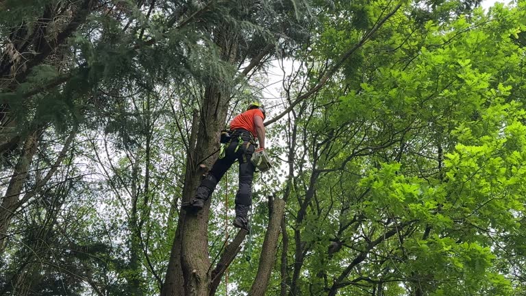 Best Tree Risk Assessment  in Lockney, TX