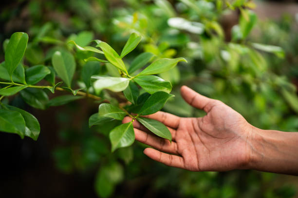 Best Mulching Services  in Lockney, TX