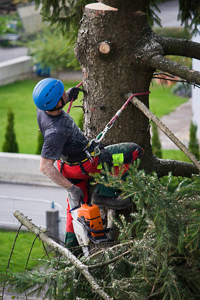 Best Lawn Pest Prevention  in Lockney, TX