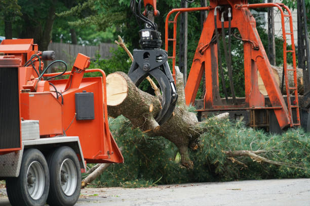 Best Lawn Disease Treatment  in Lockney, TX