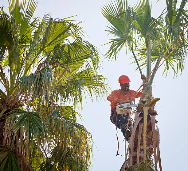 Best Tree Cabling and Bracing  in Lockney, TX