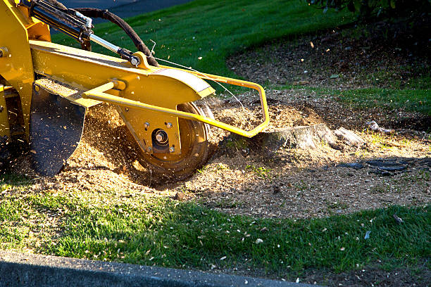 Best Hazardous Tree Removal  in Lockney, TX