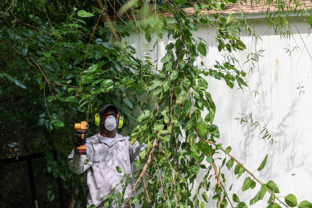 Best Emergency Tree Removal  in Lockney, TX