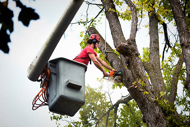 How Our Tree Care Process Works  in  Lockney, TX