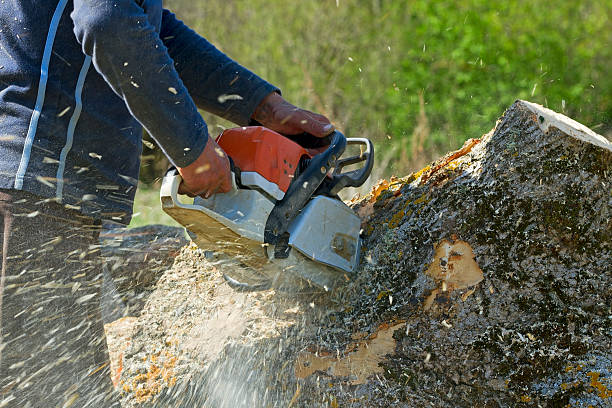 Best Lawn Drainage Solutions  in Lockney, TX