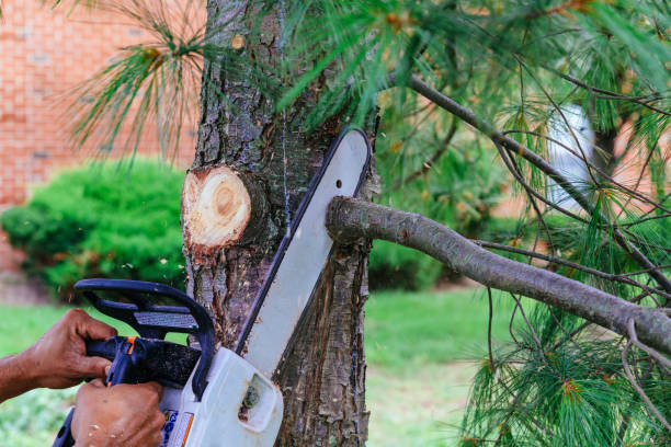 Best Hedge Trimming  in Lockney, TX
